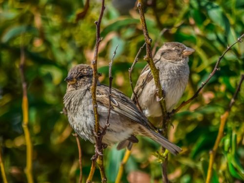 wildlife nature bird