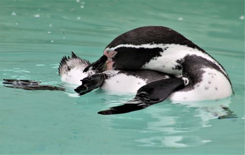 wildlife water swimming