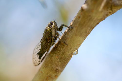 wildlife nature insect