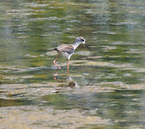 wildlife bird shorebird