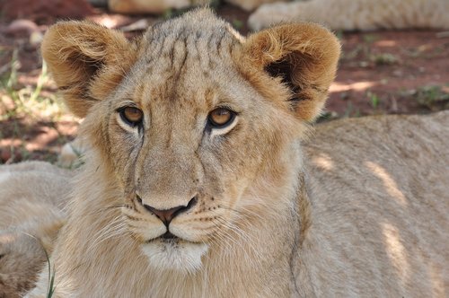 wildlife  lion  cat