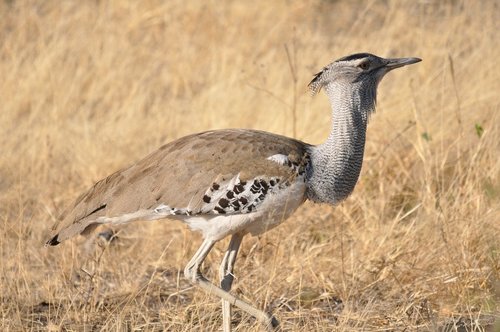 wildlife  bird  nature