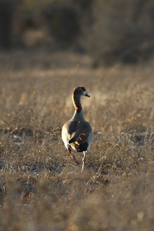 wildlife  bird  nature