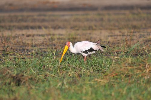 wildlife  bird  animal