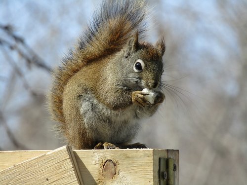 wildlife  mammal  nature