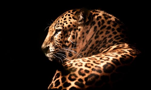 wildlife  nature  leopard