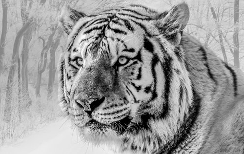 wildlife  tiger  siberian tiger