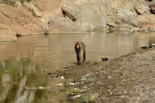 wildlife  monkey  coat baboons