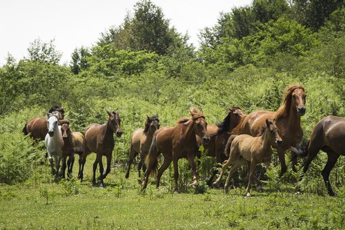 wildlife  horse  animal