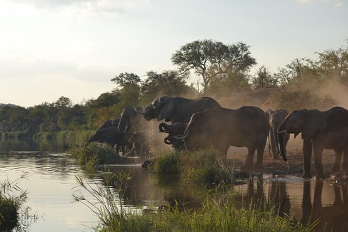 wildlife  elephant  kruger park