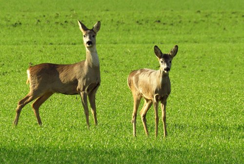 wildlife  roe deer  green field