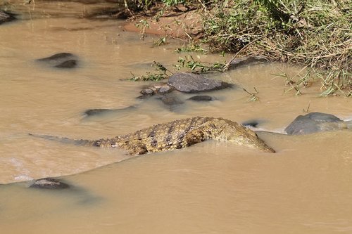 wildlife  crocodile  river