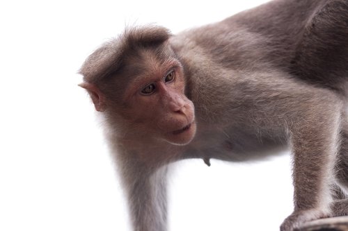 wildlife  monkey  primate