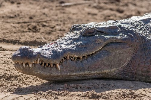 wildlife  animal  crocodile