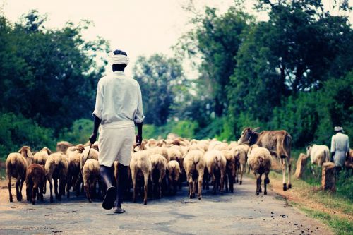 wildlife countryside shepherd