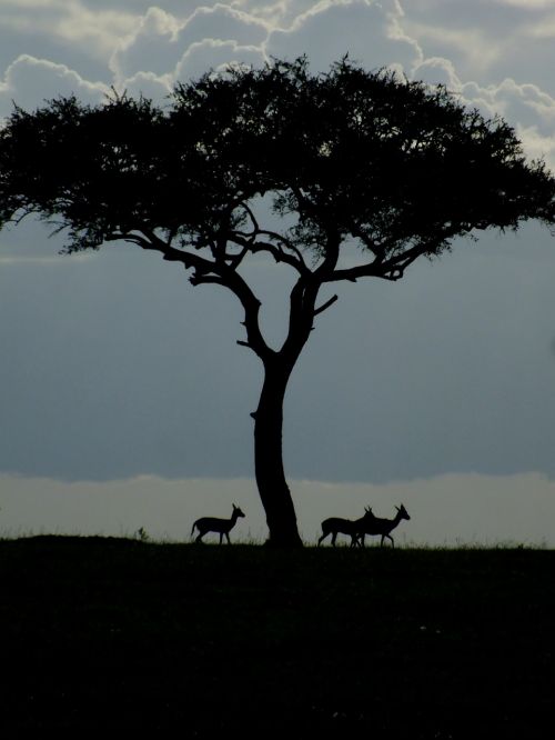wildlife gazelle dawn