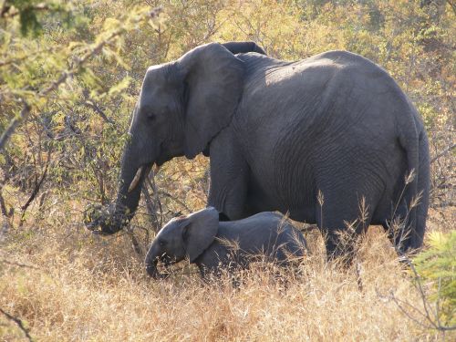 wildlife park elephant safari