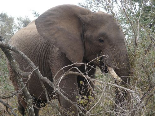 wildlife park elephant safari