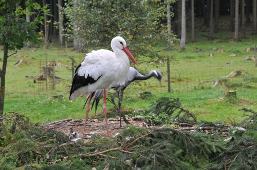 wildlife park poing stork