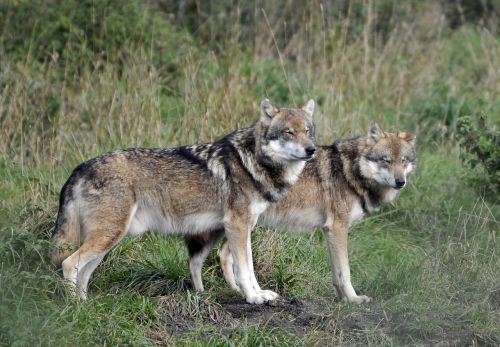 wildlife park poing wolves