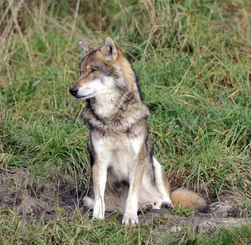 wildlife park poing wolf