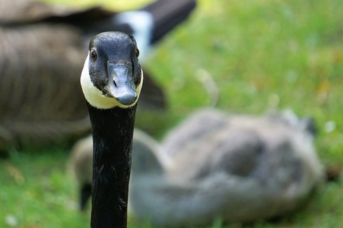 wildlife park  zoo  belgium