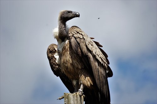 wildlife park  zoo  belgium