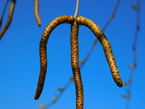 willow weeping willow flora