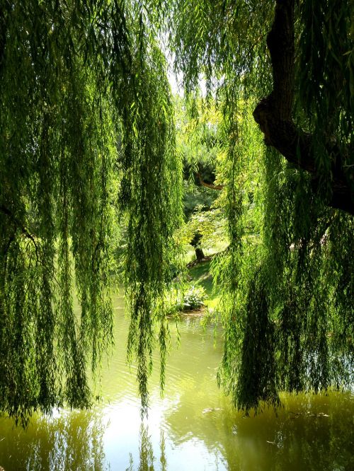 willow tree lagoon