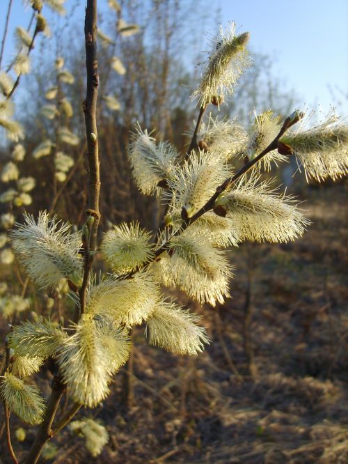 willow flower spring