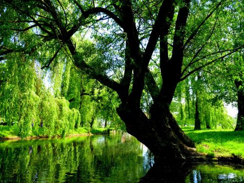 willow green nature