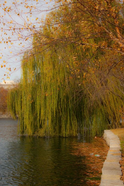willow weeping willow tree