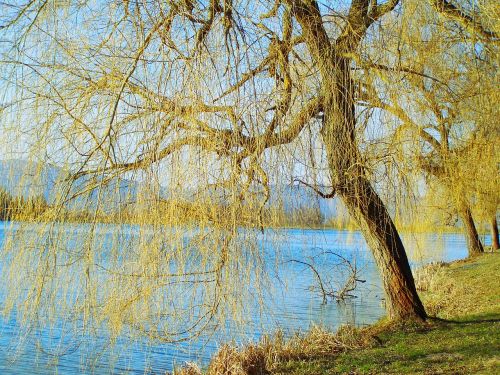 willow lake landscape