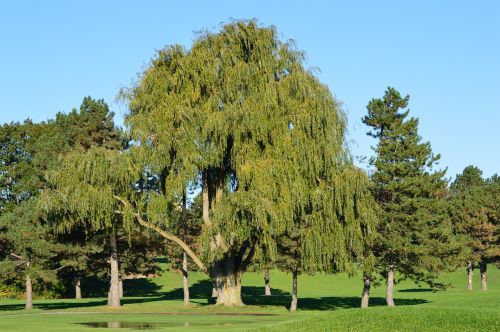 willow tree nature