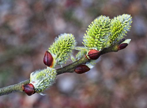 willow inflorescence the basis of