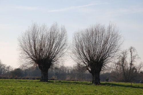 willow trees nature