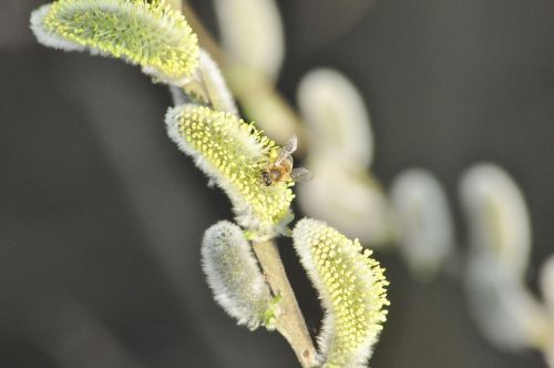 willow bee flower
