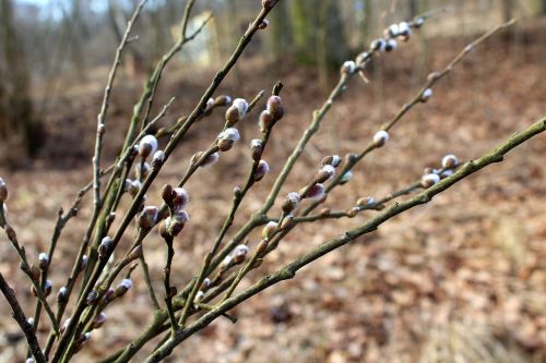 willow twigs the basis of