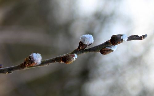 willow branch nature