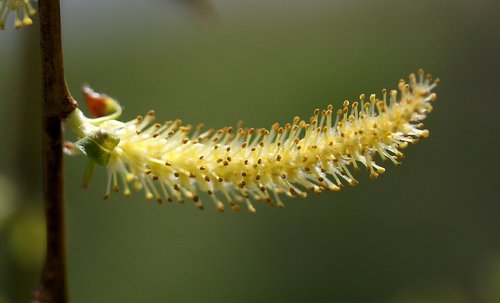 willow  flower  plant