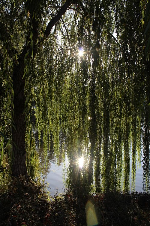 willow  willow tree  outdoors