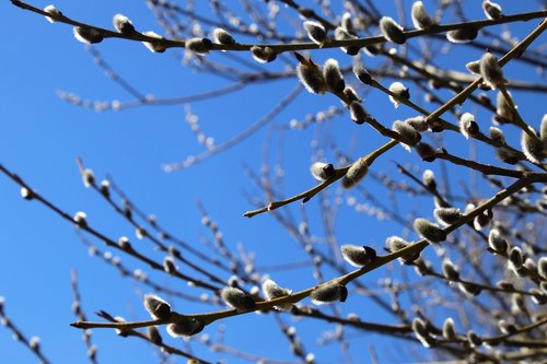 willow  the basis of  branches