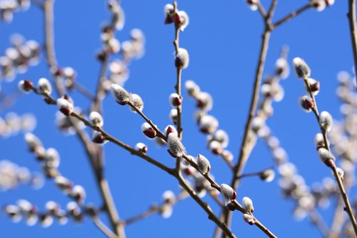 willow  cats  flowering