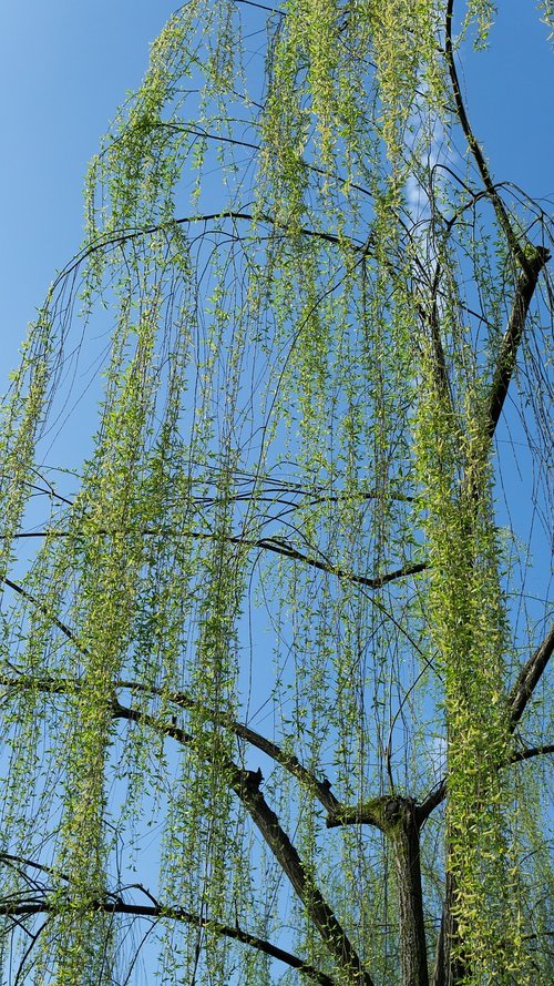 willow  blue sky  park
