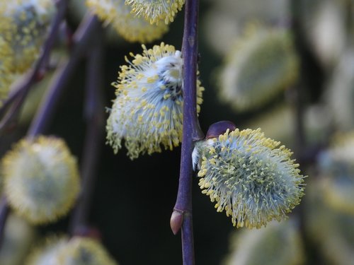 willow  the basis of  menopause
