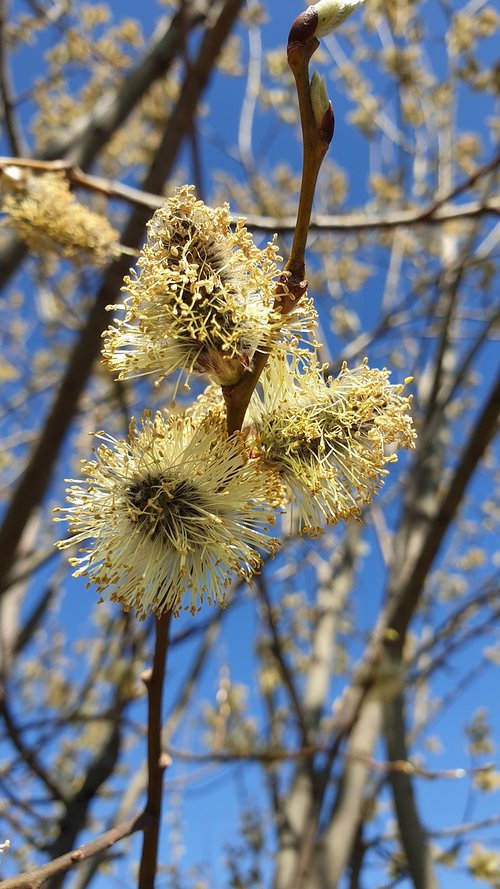 willow  branch  blooming