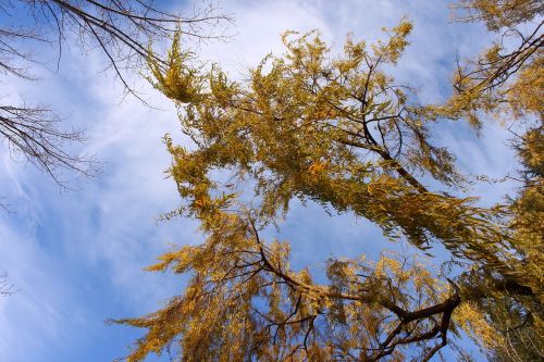 willow leaves sky