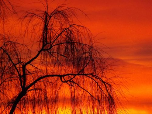 willow sunset sun