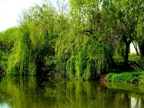 willow lake water
