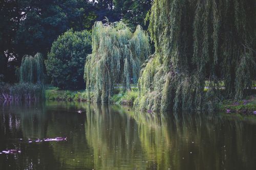 willow tree trees